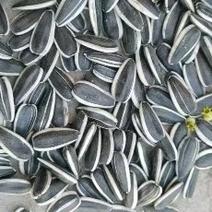 内蒙古葵花籽炒货厂全年大量供应，电商货，生货，熟货