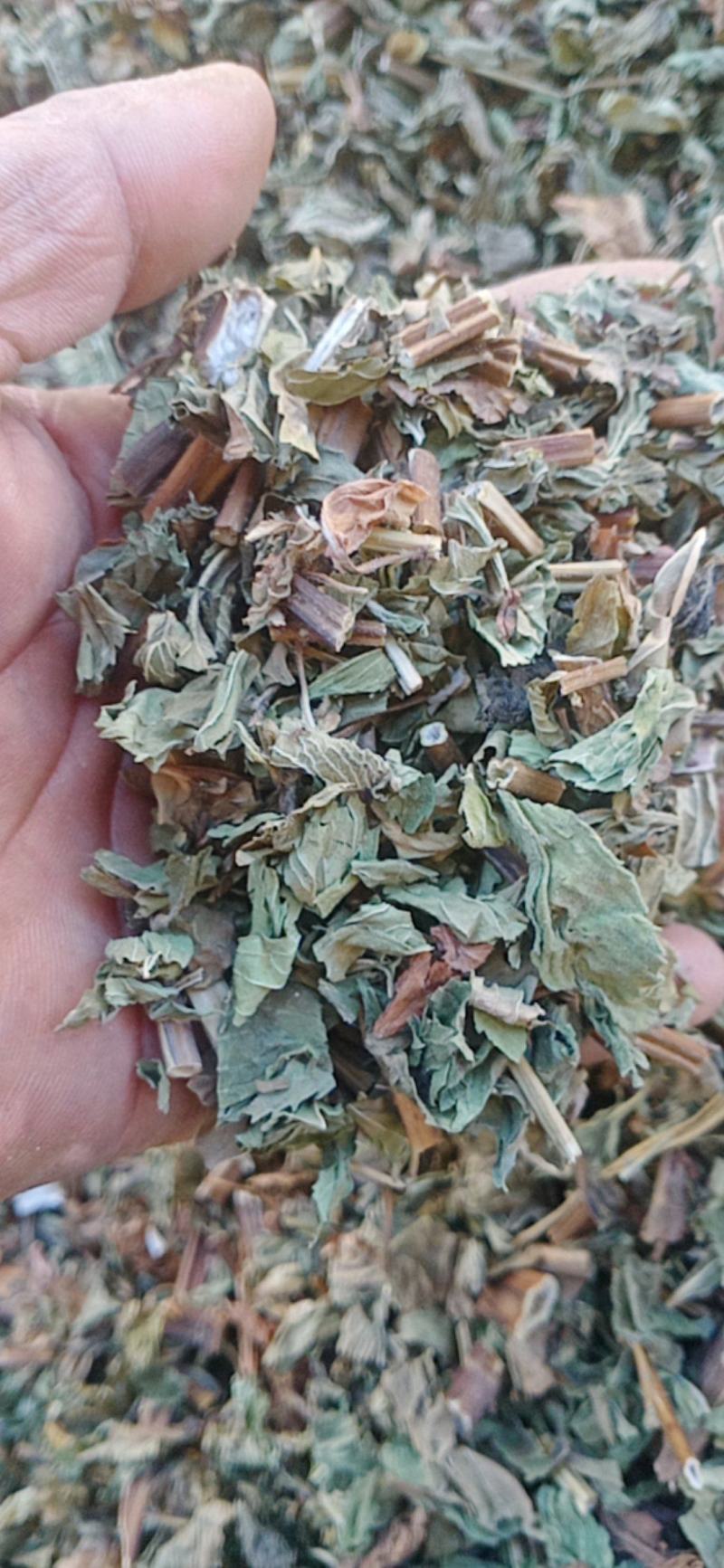 薄荷头茬新货颜色青叶多味道很大量大从优