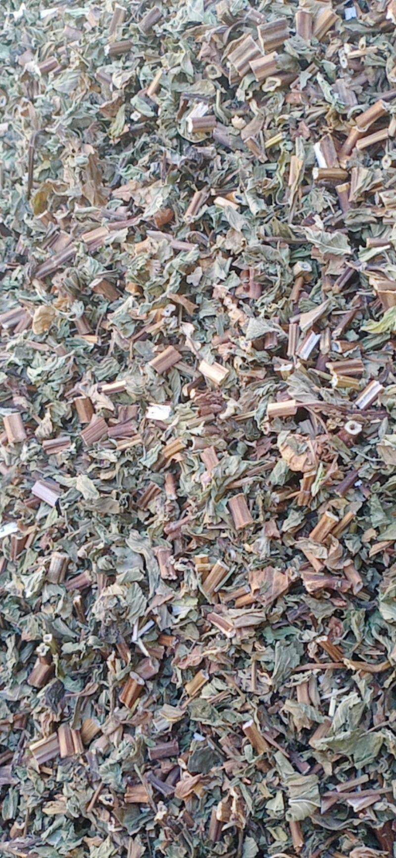 薄荷头茬新货颜色青叶多味道很大量大从优
