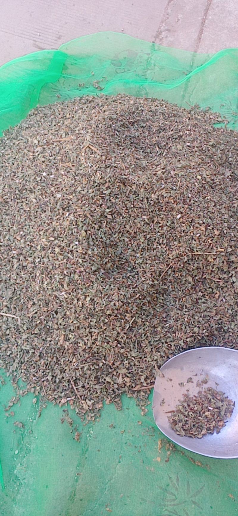 薄荷头茬新货颜色青叶多味道很大量大从优