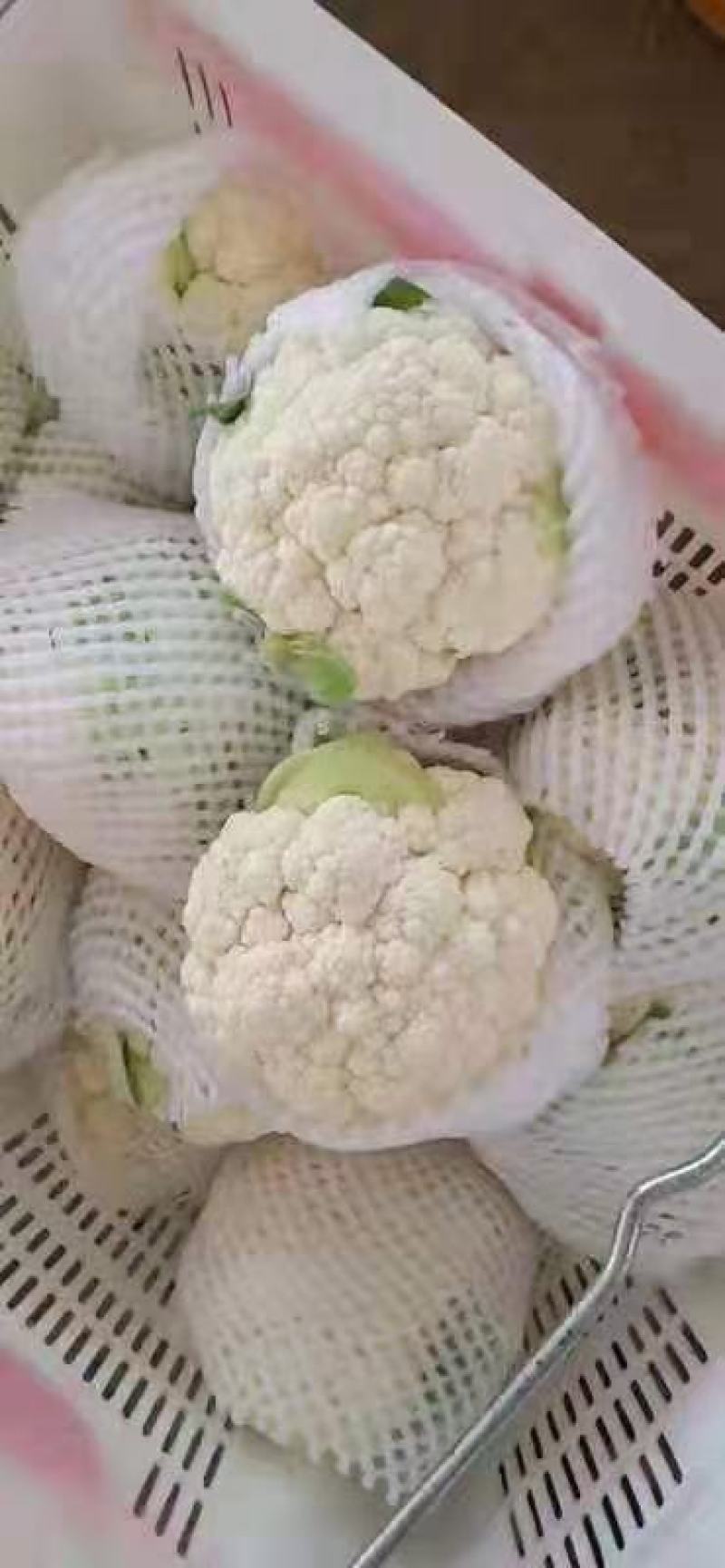 河北邯郸永年数千万亩有机花菜，实花菜，代发全国各地，