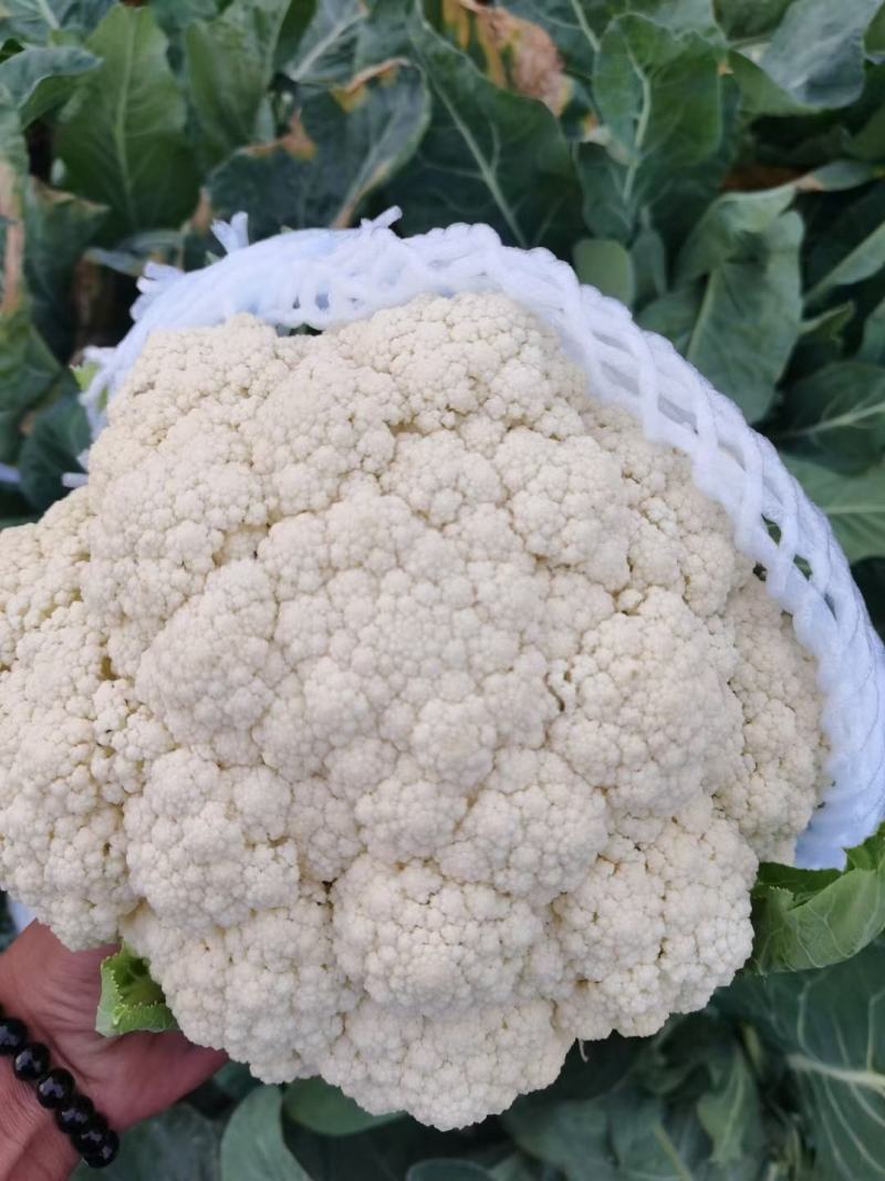 河北邯郸永年数千万亩有机花菜，实花菜，代发全国各地，
