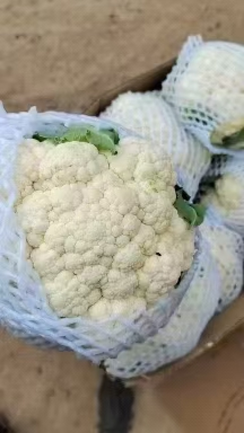 河北邯郸永年数千万亩有机花菜，实花菜，代发全国各地，