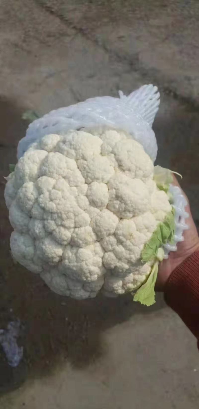 河北邯郸永年数千万亩有机花菜，实花菜，代发全国各地，
