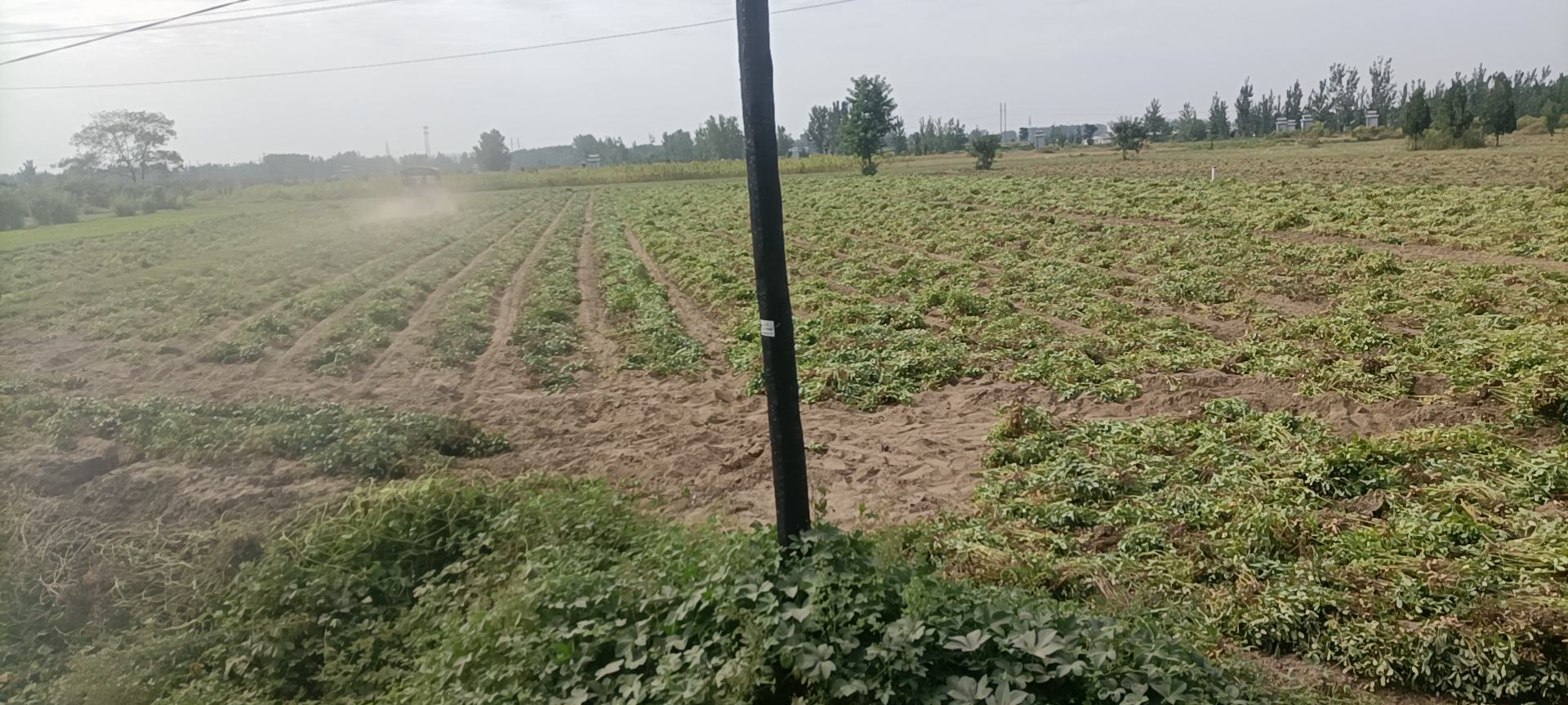 四宫格航拍合成图:左上-山东莒南沙壤平地垄作全景(春季绿苗成行);右上-湖北江汉平原水旱轮作田(花生与水稻田交错);左下-广东湛江火山岩风化砂地(冬种花生覆盖银黑双色膜);右下-四川宜宾丘陵梯田(等高线起垄+生态植草护埂)。每格标注海拔、土壤类型、主导茬口及亩产水平,直观呈现‘花生适合种在哪里’的多样性实践 中国花生四大优势种植区航拍对比图