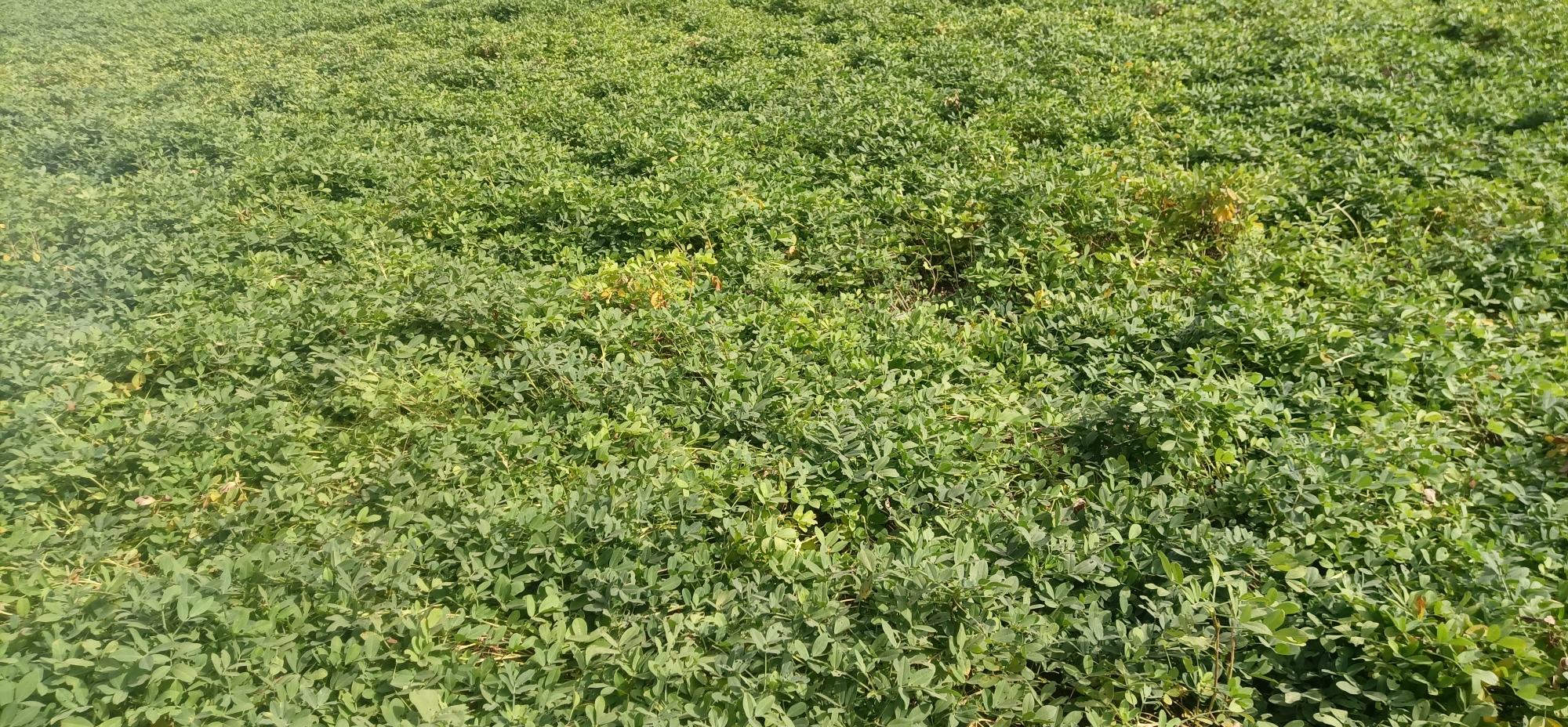 展示一片正在生长的湘瘪1号花生田,植株低矮整齐,叶片翠绿,地面覆盖地膜 湘瘪1号花生田间种植图