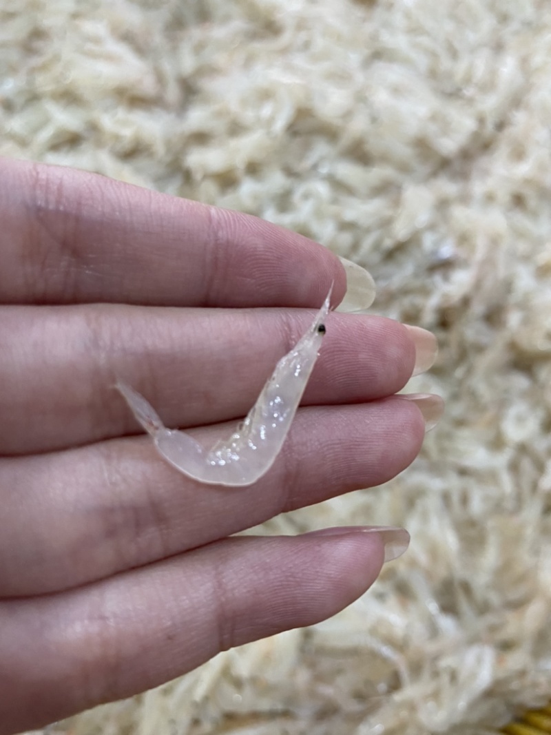 正宗三盘岛白边芒种虾皮