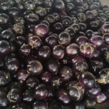 紫光圆茄大量供应