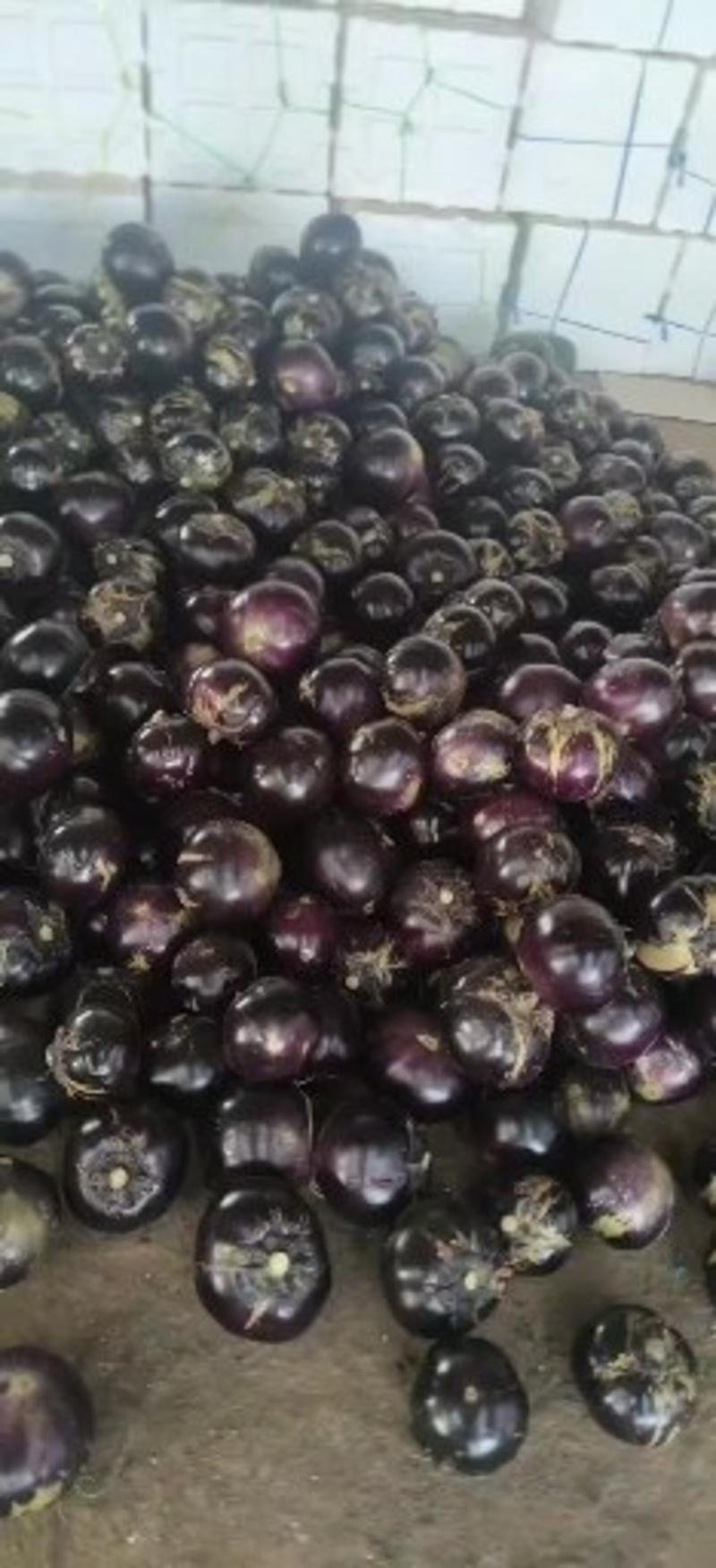 紫光圆茄大量供应