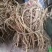【推荐】广西山区野生五指毛桃（生鲜通货加工）大量有货