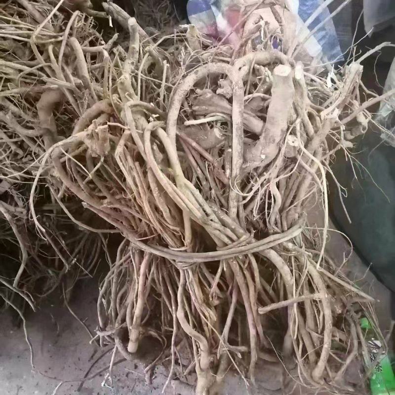 【推荐】广西山区野生五指毛桃（生鲜通货加工）大量有货