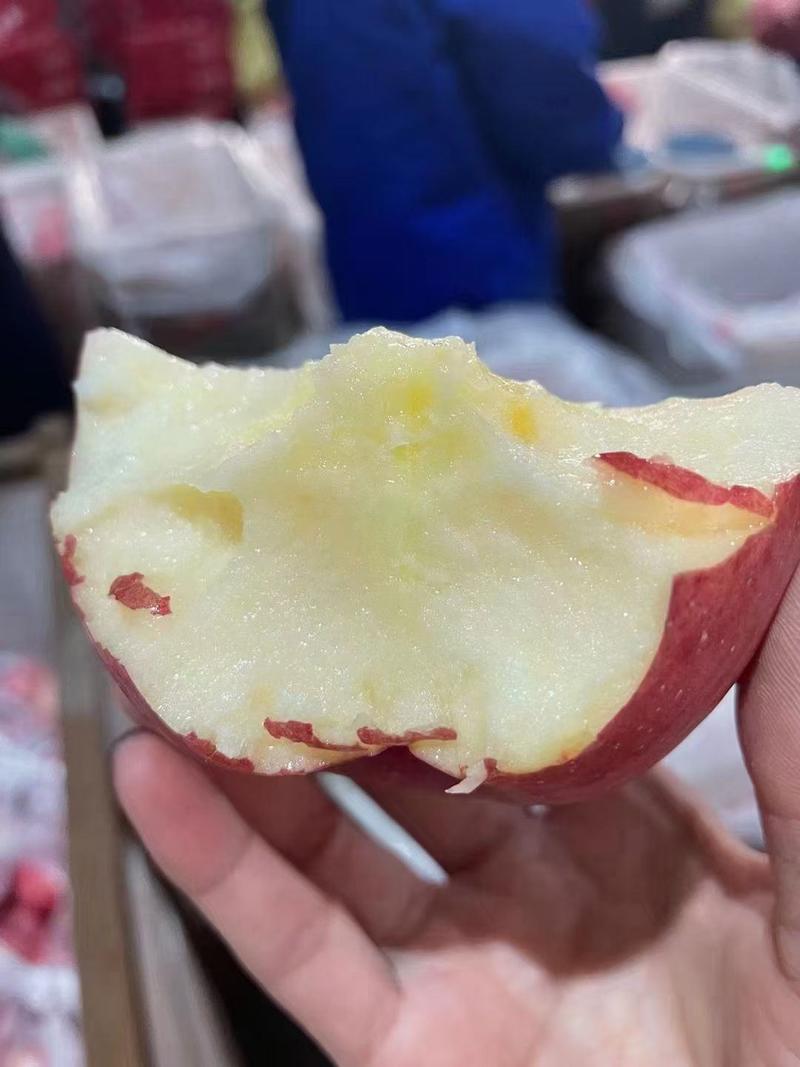 山东红富士苹果产地批发。一手货源。口感脆甜。（全国发货)