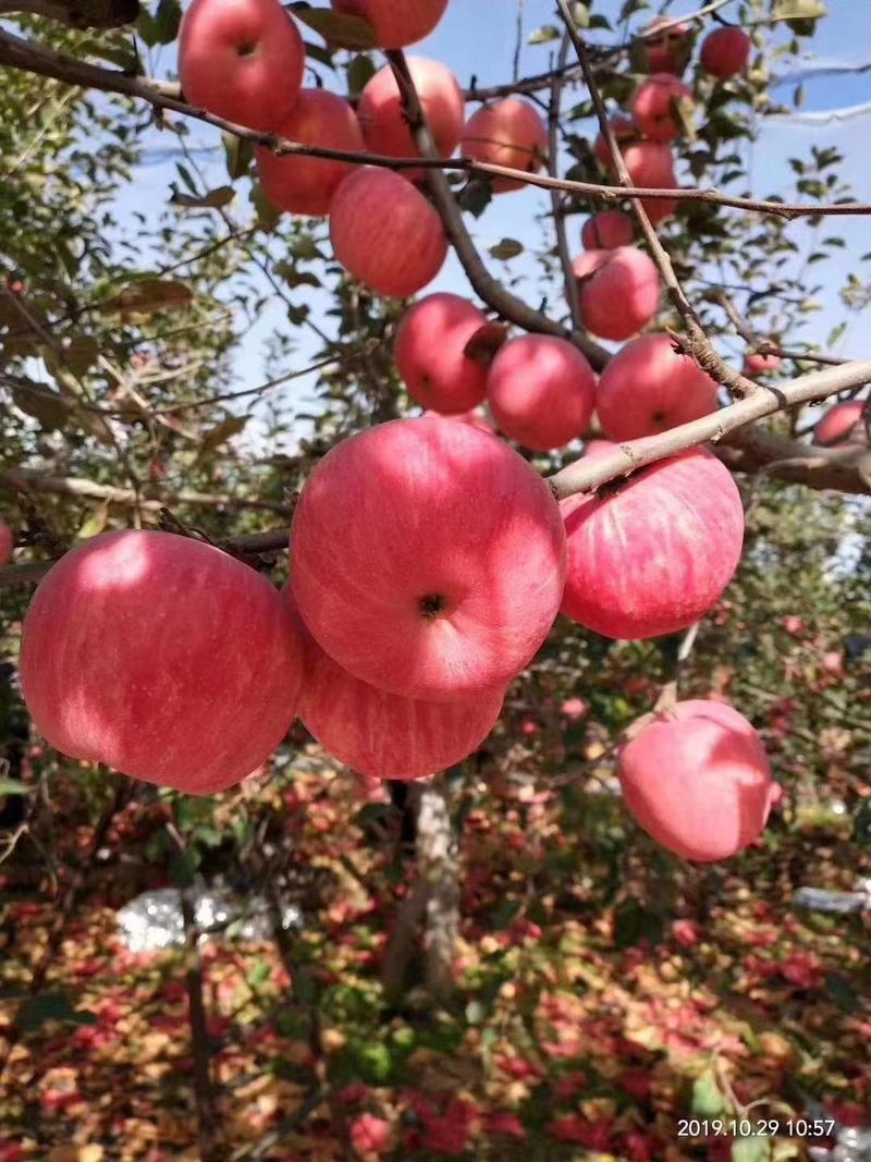 山东红富士苹果产地批发。一手货源。口感脆甜。（全国发货)