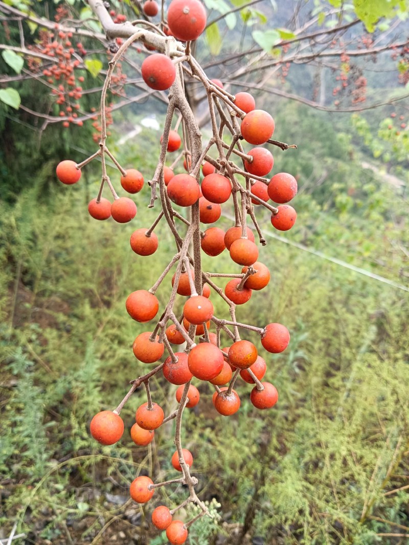 山桐子果子油类