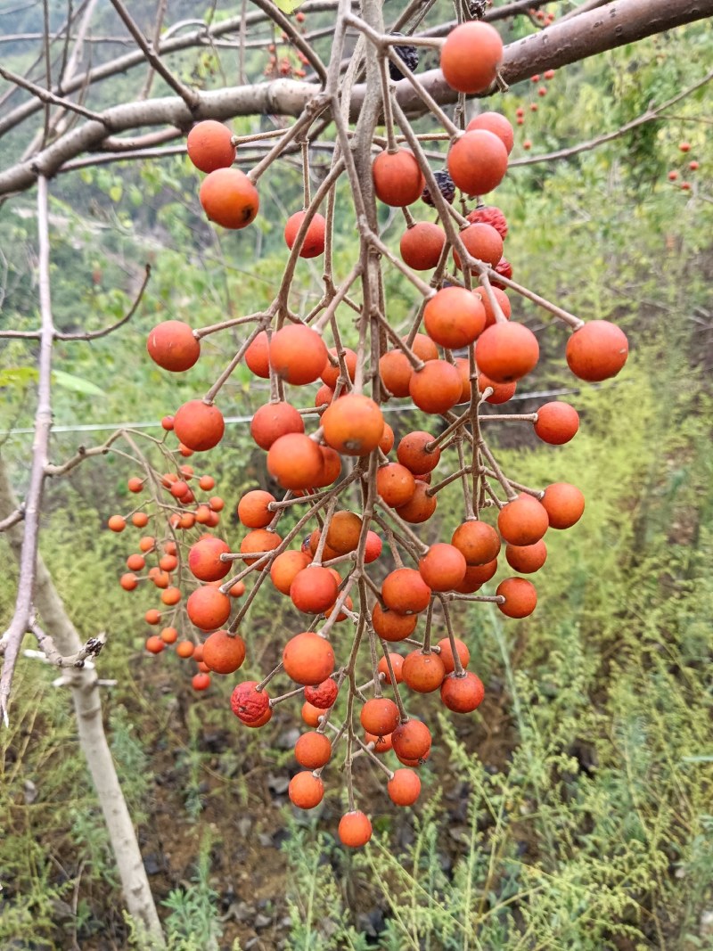 山桐子果子油类