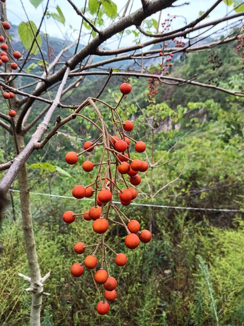 山桐子果子油类