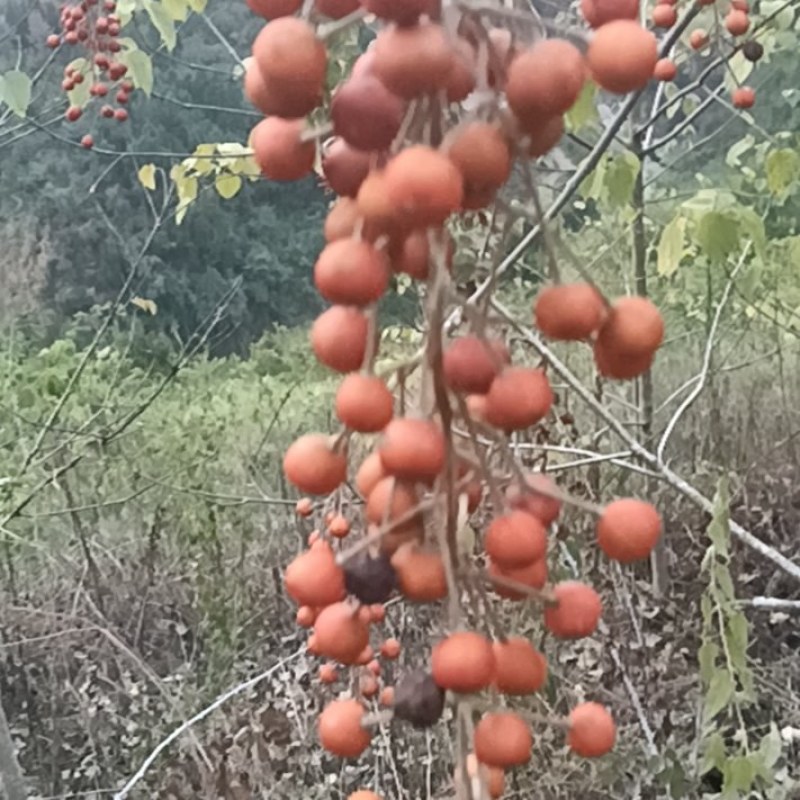 山桐子果子油类