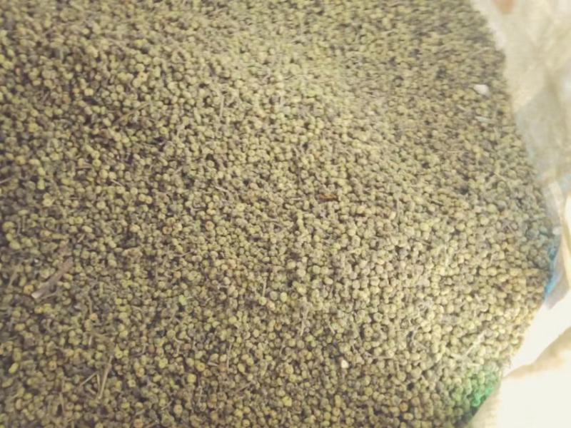 吴茱萸