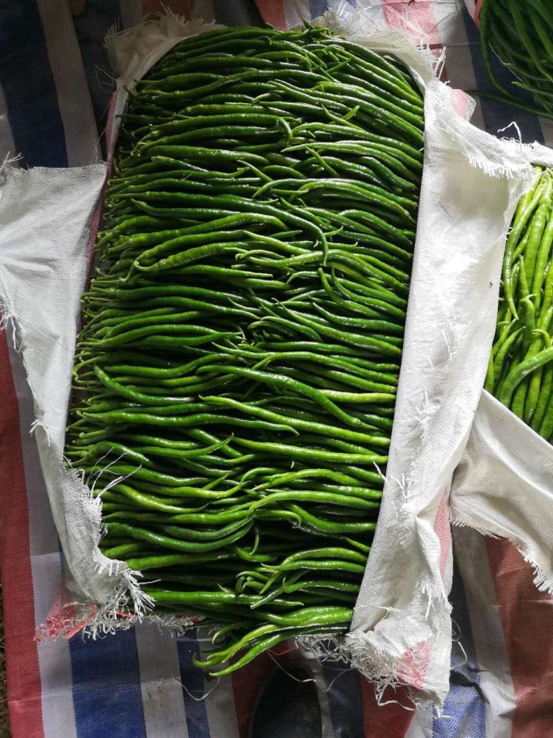 河南夏邑万亩辣椒大量上市好品质量大品类齐全产地发