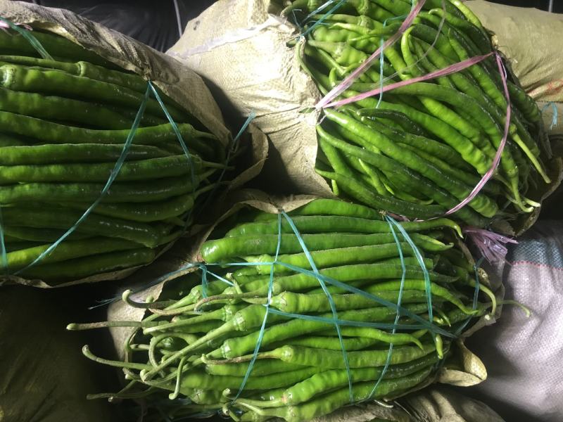 河南夏邑万亩辣椒大量上市好品质量大品类齐全产地发