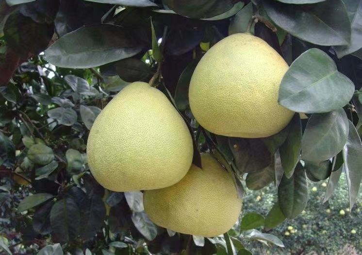 甜橙与甜橙枳实对比图,展示成熟甜橙与未成熟甜橙枳实的形态差异 甜橙与甜橙枳实对比图