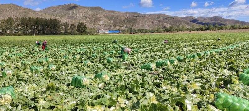 大娃娃菜，云南基地直供质量保证一手货源对接商超市场