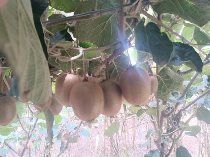 【精品】绿心徐香翠香海沃德猕猴桃，大量有货，产地直发