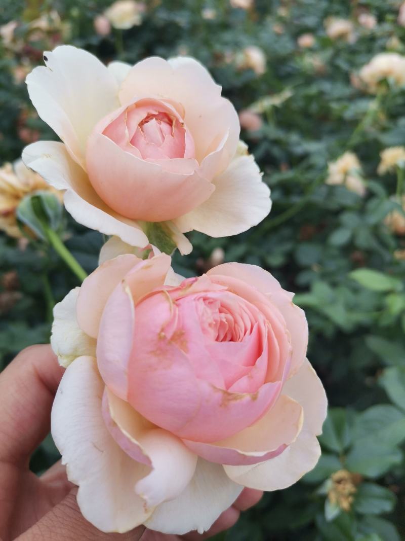 小青杆棒棒糖月季小青杆月季棒棒糖月季树状月季欧月