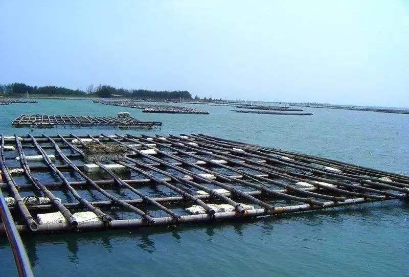 广东省惠东县铁涌镇赤岸村近海养殖区航拍画面,可见成片排列整齐的竹架吊养设施,海水呈清澈蓝绿色,远处为连绵丘陵地貌,近景有渔民正在采收生蚝,体现传统与现代结合的生态养殖场景 赤岸村生蚝养殖海域航拍图