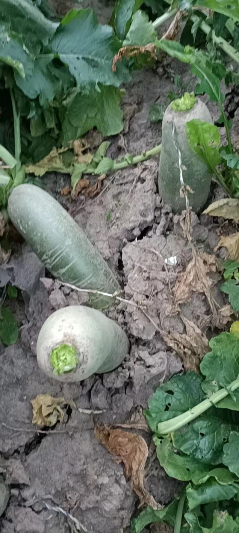 罗卜