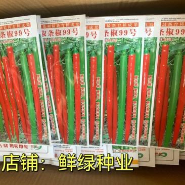 洛椒条椒99号：早熟线椒品种、香辣型结果稠密、光滑顺直
