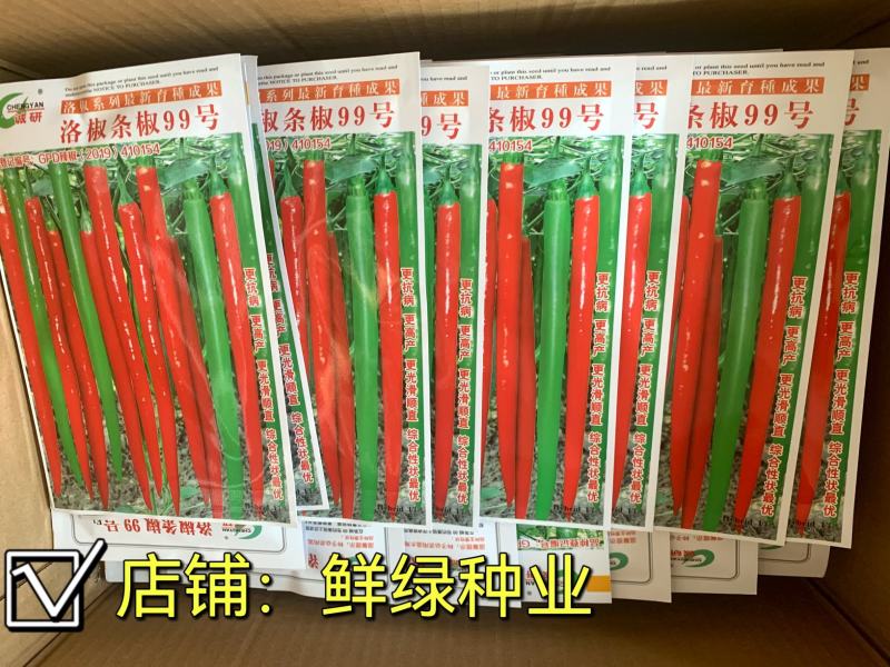 洛椒条椒99号：早熟线椒品种、香辣型结果稠密、光滑顺直