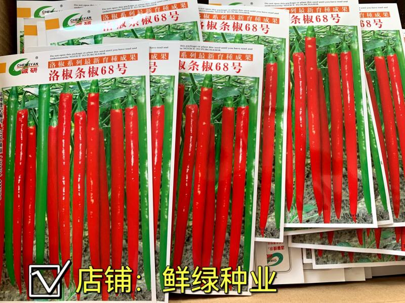 洛椒条椒99号：早熟线椒品种、香辣型结果稠密、光滑顺直