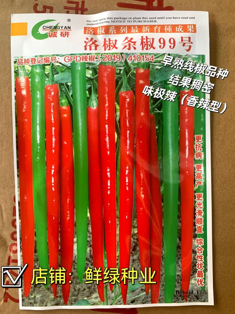 洛椒条椒99号：早熟线椒品种、香辣型结果稠密、光滑顺直
