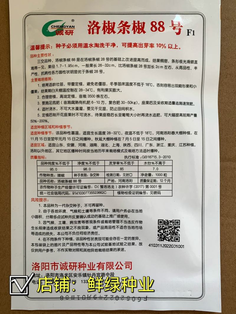 洛椒条椒99号：早熟线椒品种、香辣型结果稠密、光滑顺直
