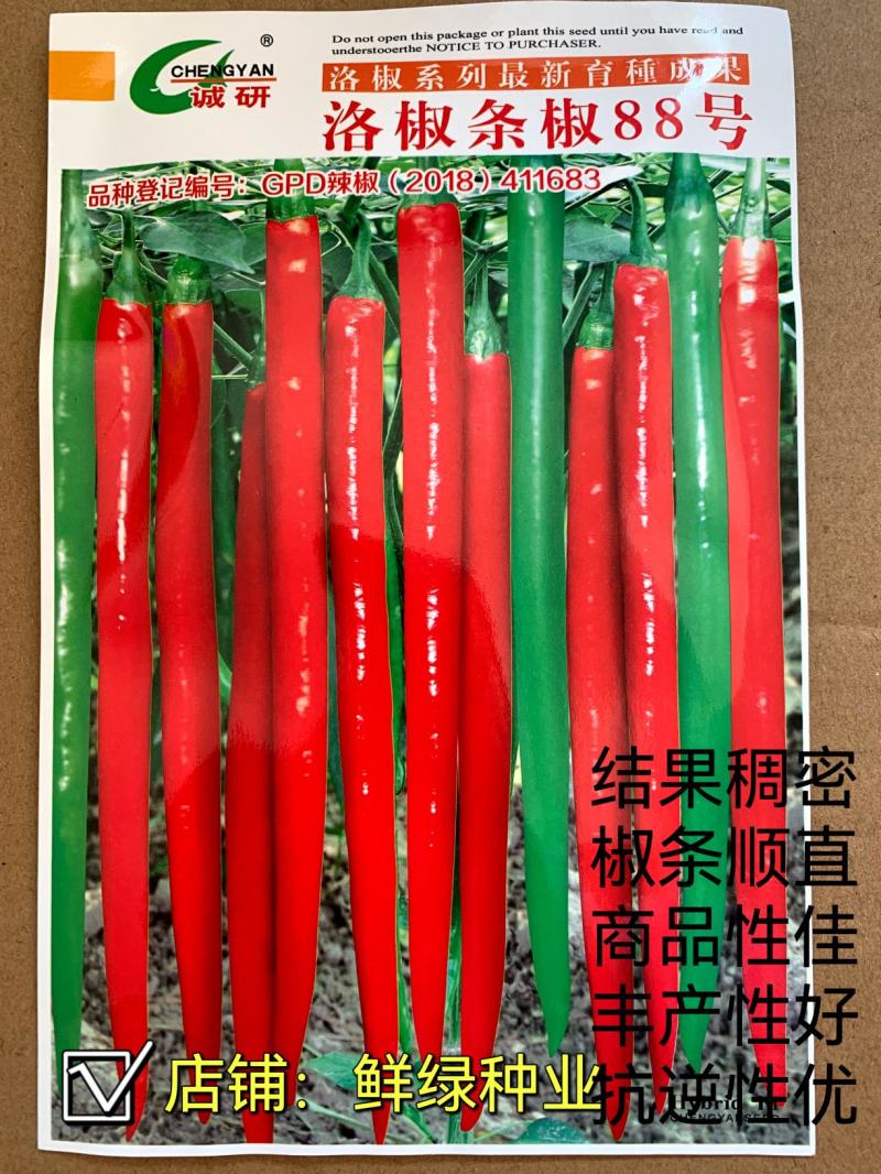 洛椒条椒99号：早熟线椒品种、香辣型结果稠密、光滑顺直