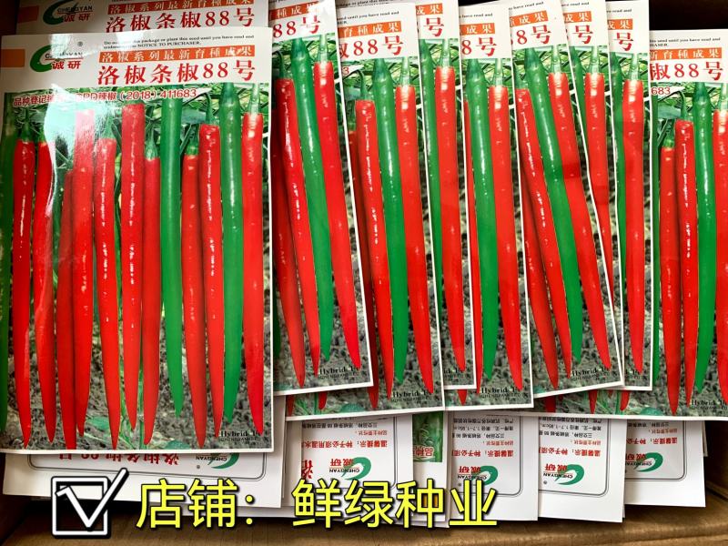 洛椒条椒99号：早熟线椒品种、香辣型结果稠密、光滑顺直