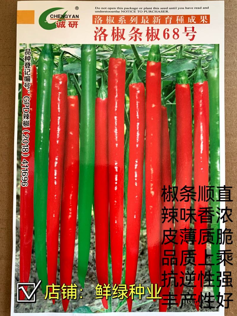 洛椒条椒99号：早熟线椒品种、香辣型结果稠密、光滑顺直