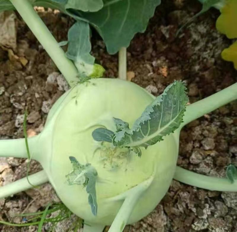 天津特菜傲川青苤兰种子水果绿苤蓝四季春季秋季种植户大面积