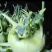 天津特菜傲川青苤兰种子水果绿苤蓝四季春季秋季种植户大面积