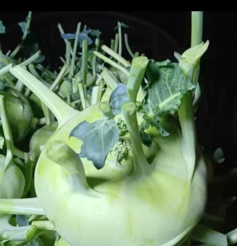 天津特菜傲川青苤兰种子水果绿苤蓝四季春季秋季种植户大面积