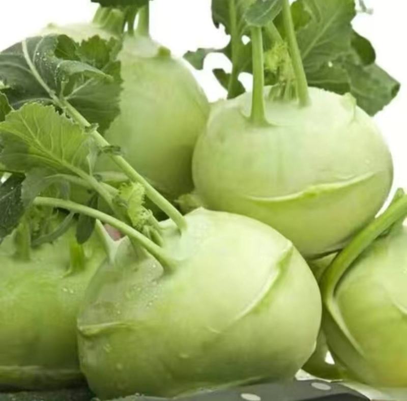天津特菜傲川青苤兰种子水果绿苤蓝四季春季秋季种植户大面积