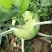 天津特菜傲川青苤兰种子水果绿苤蓝四季春季秋季种植户大面积