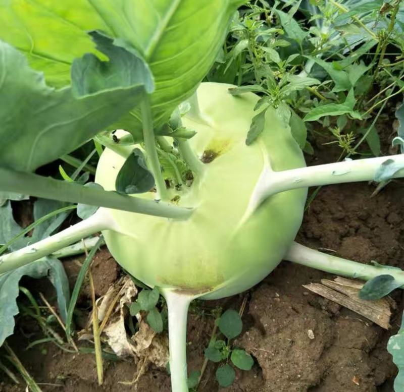 天津特菜傲川青苤兰种子水果绿苤蓝四季春季秋季种植户大面积