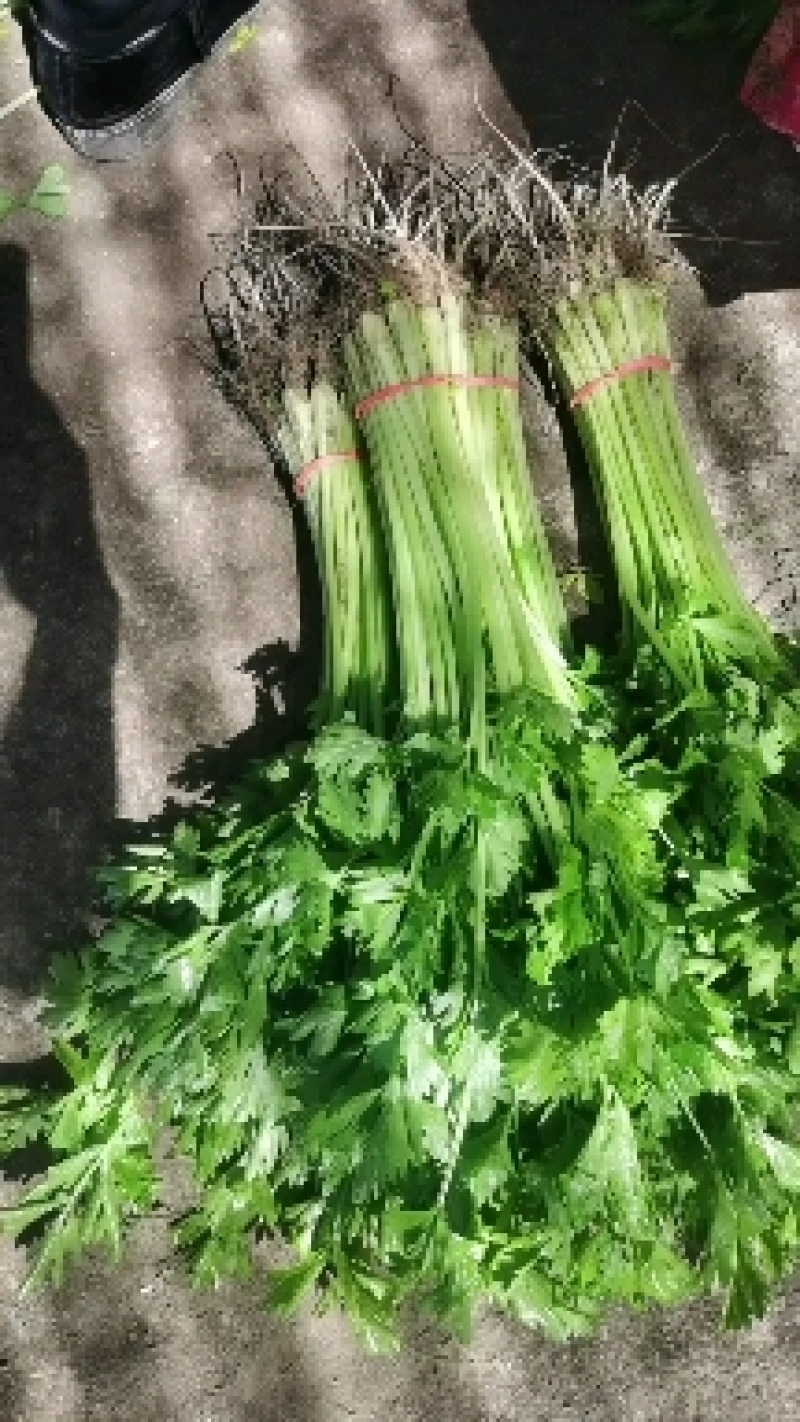 大量提供香芹黄瓜上海青小白菜