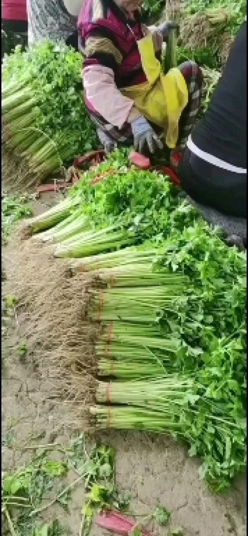 大量提供香芹黄瓜上海青小白菜
