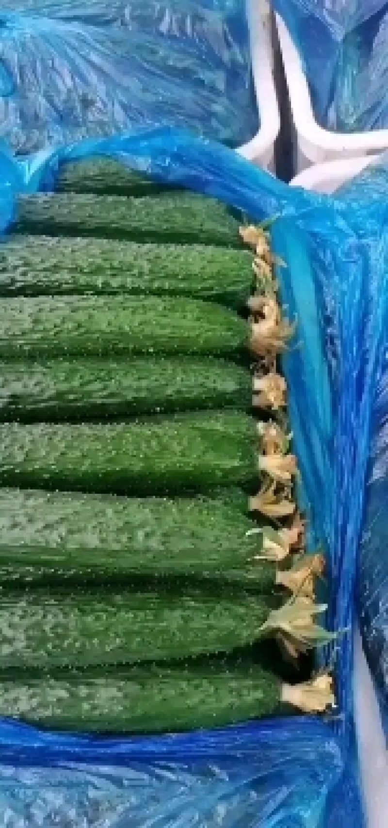 大量提供香芹黄瓜上海青小白菜