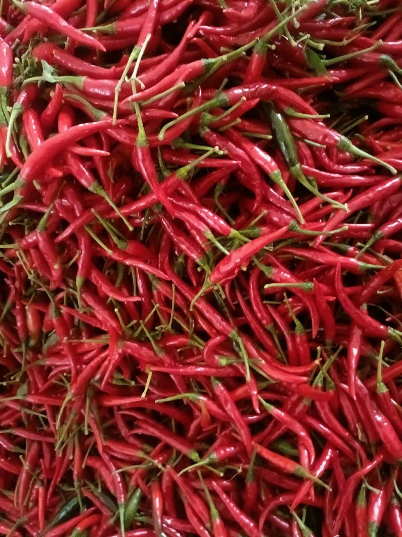 小米辣