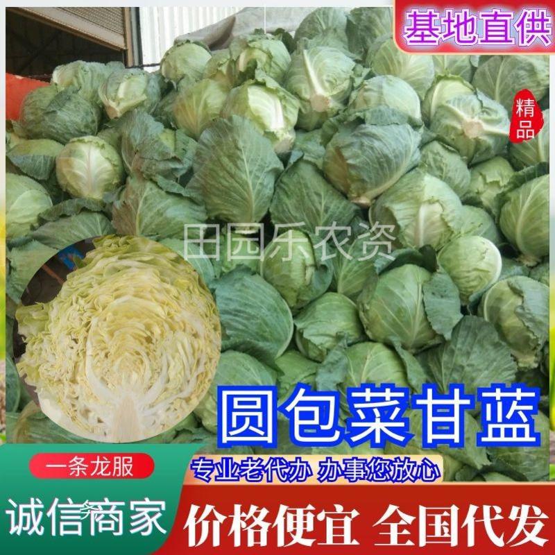 《推荐》河南开封圆包菜精品甘蓝量大从优可全国代发