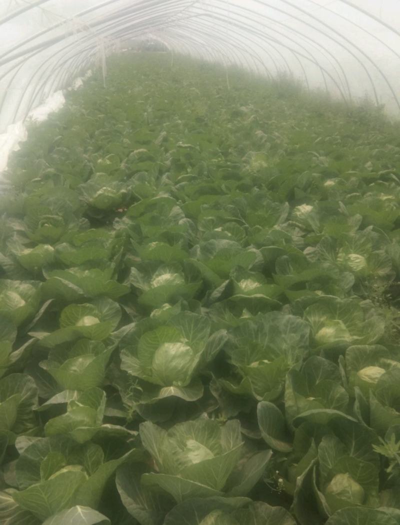 《推荐》河南开封圆包菜精品甘蓝量大从优可全国代发